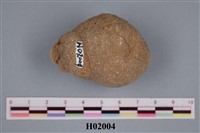 藏品(螺類貝化石)的圖片